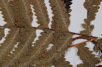 邊緣鱗蓋蕨藏品圖，第3張