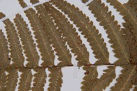 邊緣鱗蓋蕨藏品圖，第4張