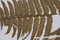 邊緣鱗蓋蕨藏品圖，第5張