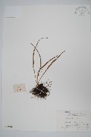 紐柄書帶蕨藏品圖，第1張