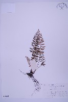 華中鐵角蕨藏品圖，第1張