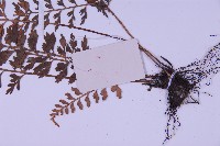 華中鐵角蕨藏品圖，第3張