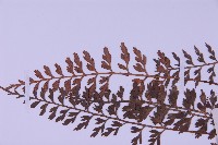 華中鐵角蕨藏品圖，第4張