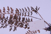 華中鐵角蕨藏品圖，第5張