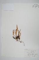 瓦葦藏品圖，第1張