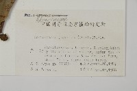 日本鳳丫蕨藏品圖，第2張