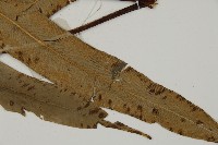 日本鳳丫蕨藏品圖，第3張