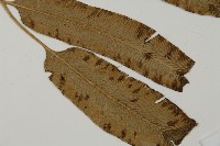 日本鳳丫蕨藏品圖，第4張