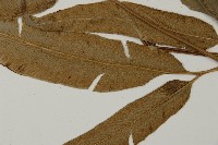 日本鳳丫蕨藏品圖，第5張