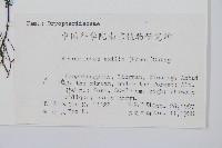 細葉複葉耳蕨藏品圖，第2張