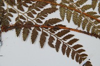 細葉複葉耳蕨藏品圖，第4張