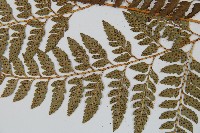 細葉複葉耳蕨藏品圖，第5張