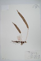 登錄號:P003558藏品圖，第1張