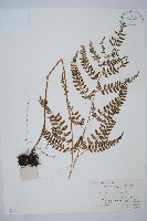 細葉複葉耳蕨藏品圖，第1張