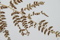 細葉複葉耳蕨藏品圖，第3張