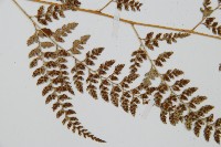 細葉複葉耳蕨藏品圖，第4張