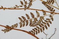 細葉複葉耳蕨藏品圖，第5張