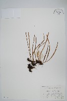 廬山瓦葦藏品圖，第1張