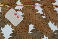 日本狗脊蕨藏品圖，第4張