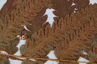 日本狗脊蕨藏品圖，第5張