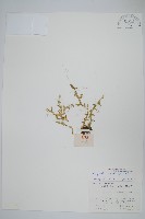姬卷柏藏品圖，第1張