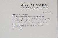 擬芨瓦葦藏品圖，第2張