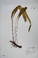 鱗瓦葦、長柄瓦葦藏品圖，第1張