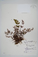 臺灣粉背蕨藏品圖，第1張