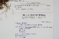 臺灣粉背蕨藏品圖，第2張