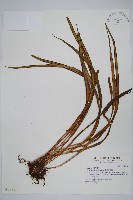 廣葉書帶蕨藏品圖，第1張