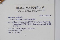 廣葉書帶蕨藏品圖，第2張