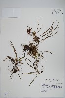 擬芨瓦葦藏品圖，第1張