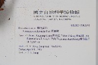 柄囊蕨藏品圖，第2張
