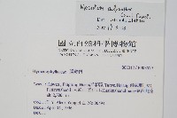 細葉蕗蕨藏品圖，第2張