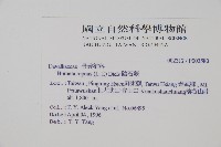 阿里山陰石蕨藏品圖，第2張