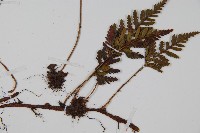 阿里山陰石蕨藏品圖，第3張