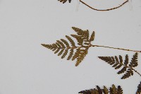 阿里山陰石蕨藏品圖，第4張