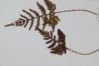 阿里山陰石蕨藏品圖，第5張