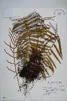 台灣瘤足蕨藏品圖，第1張