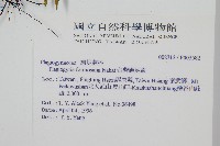 台灣瘤足蕨藏品圖，第2張