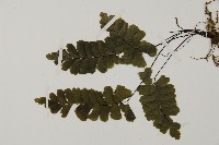 長尾鐵線蕨藏品圖，第5張