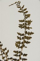鱗柄鐵角蕨藏品圖，第3張