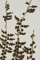 鱗柄鐵角蕨藏品圖，第4張