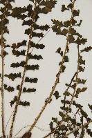 鱗柄鐵角蕨藏品圖，第5張