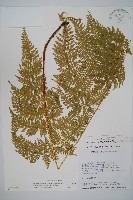 毛苞擬複葉耳蕨藏品圖，第1張