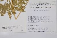 毛苞擬複葉耳蕨藏品圖，第2張