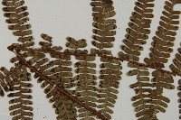 頂囊肋毛蕨藏品圖，第2張