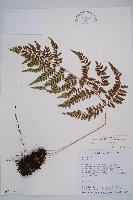 小葉蹄蓋蕨藏品圖，第1張