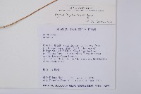 小葉蹄蓋蕨藏品圖，第2張