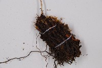 小葉蹄蓋蕨藏品圖，第3張